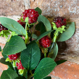 Wild Raspberry Bundle 11"