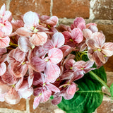 Dark Pink Cone Hydrangea
