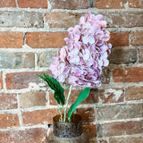 Dark Pink Cone Hydrangea