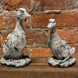 Rustic Whitewash Duck