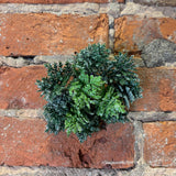 Snowy Mixed Green Cypress Ring 5.5"