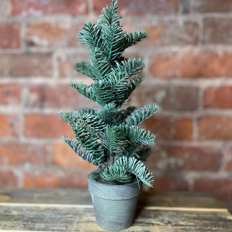 Potted Tall Pine 11”