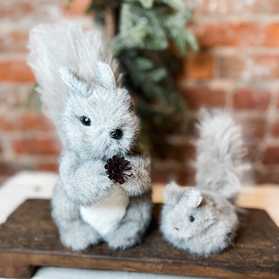 Fluffy Grey Squirrels