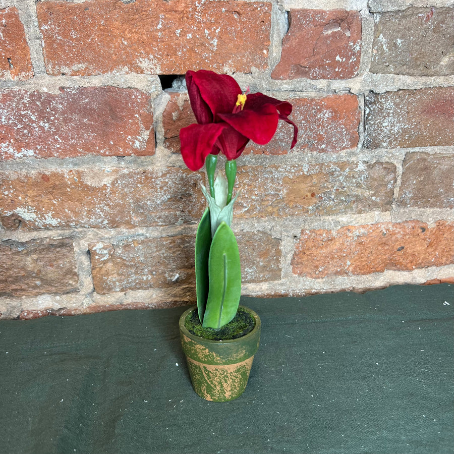 Potted Amaryllis 7.5”