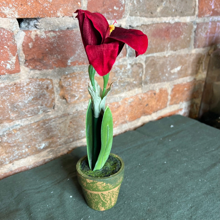 Potted Amaryllis 7.5”