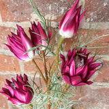 Wild Protea 23.5”
