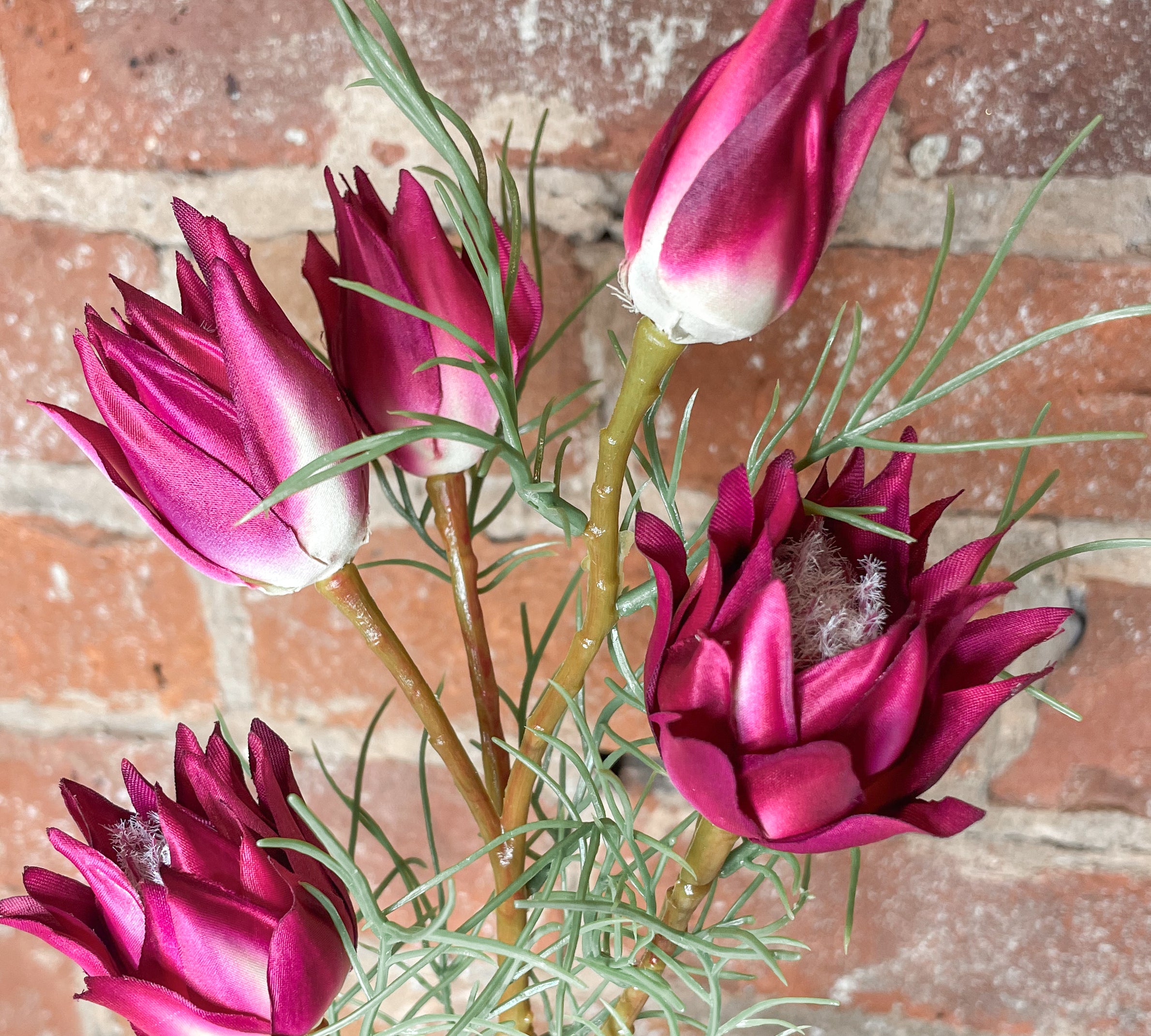 Wild Protea 23.5”