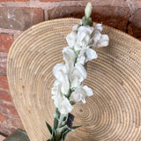 White Stock Flower Stem 20.5"