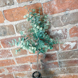 Eucalyptus Stem 24"