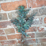 Eucalyptus Stem 24"