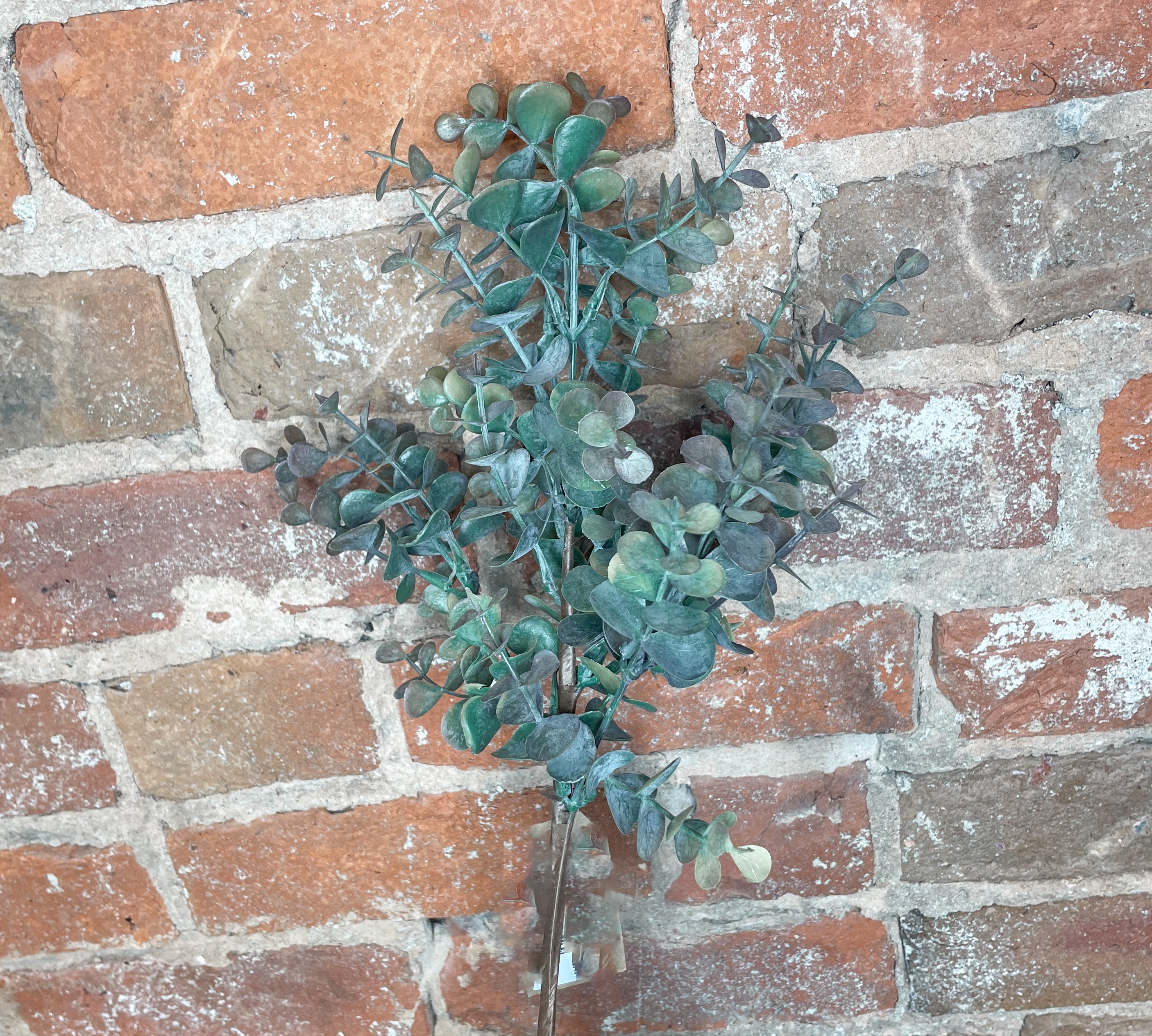 Eucalyptus Stem 24"