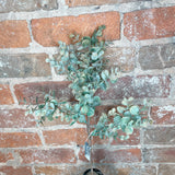 Eucalyptus Stem 24"