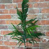 Natural Touch Norfolk Pine Spray 38”