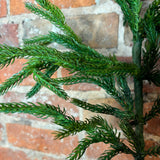 Natural Touch Norfolk Pine Spray 38”