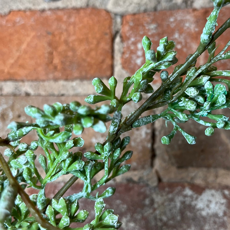 Powdered Eucalyptus Berry Bud Stem 31"