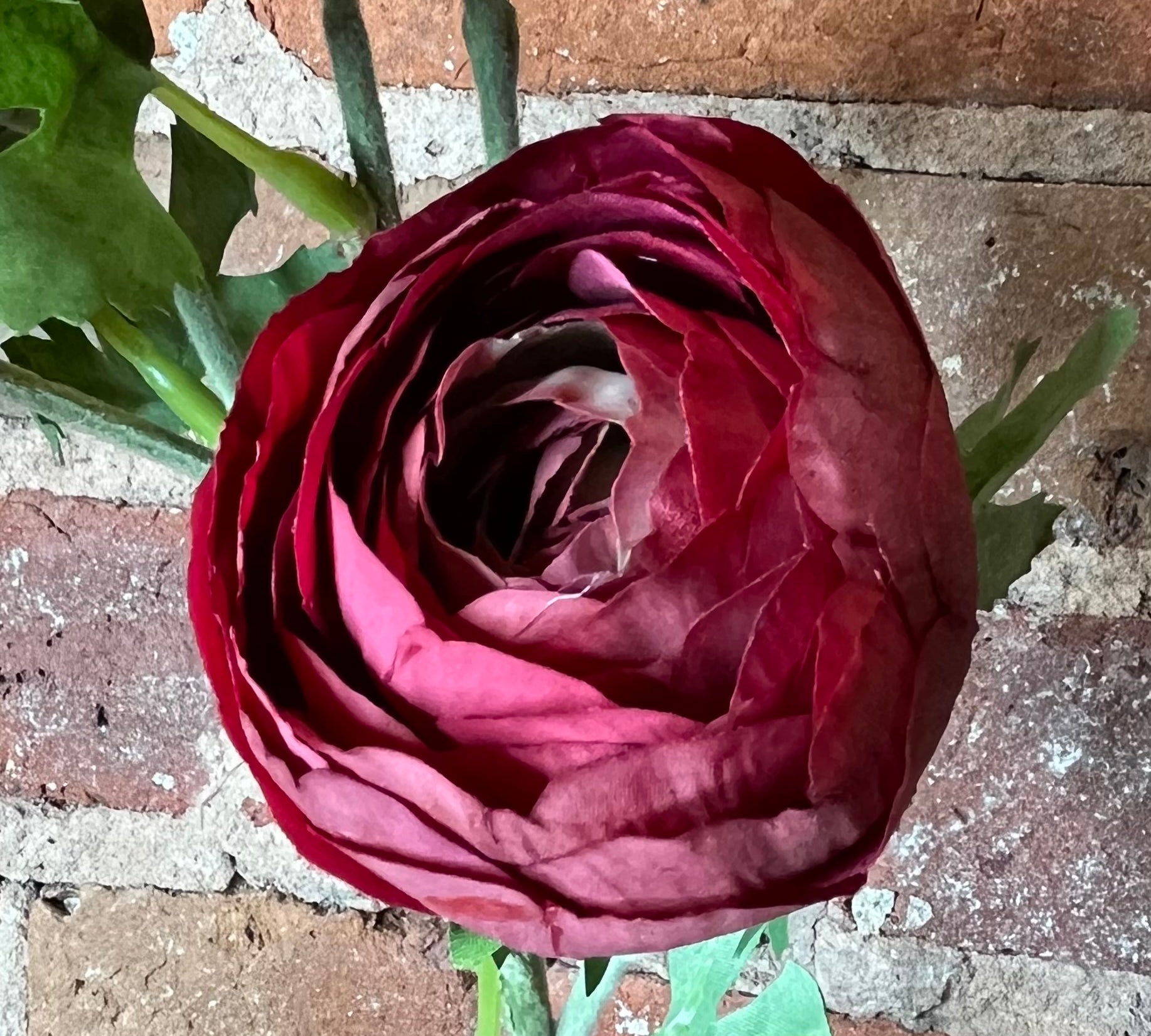 Real Touch Ranunculus Stem 24.5"