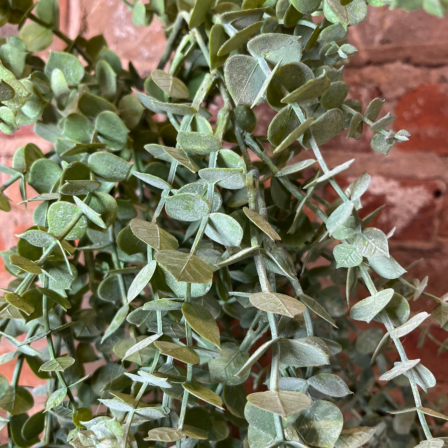 Hanging Vine Eucalyptus 43"