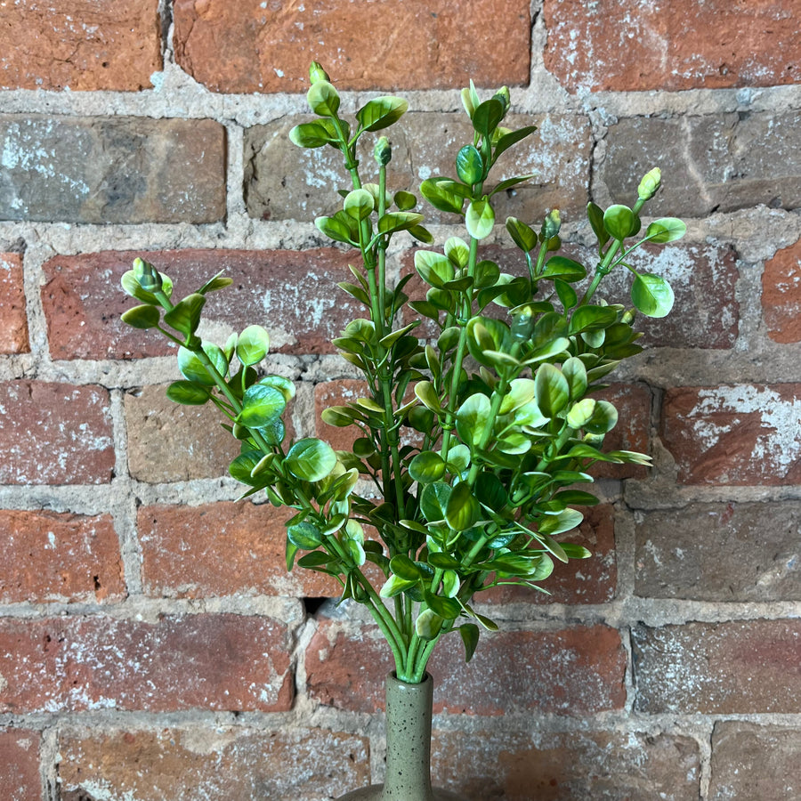 Yellow/Green Boxwood Bush 14.5"