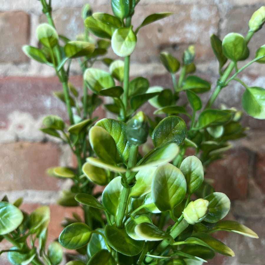 Yellow/Green Boxwood Bush 14.5"