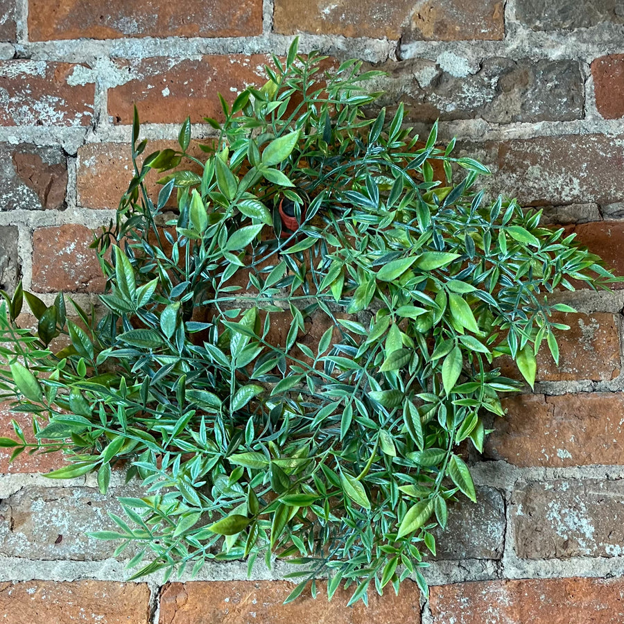 Ruscus Table Wreath 16x10"