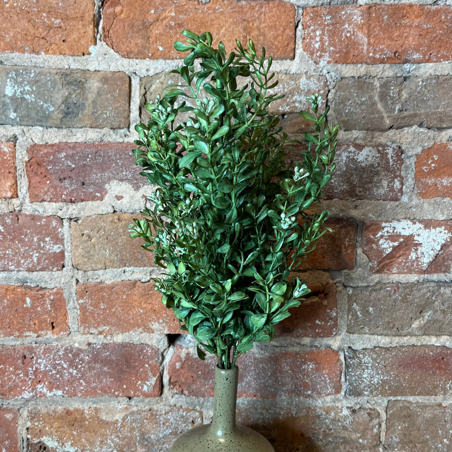 Moss Green Boxwood Bush 17"