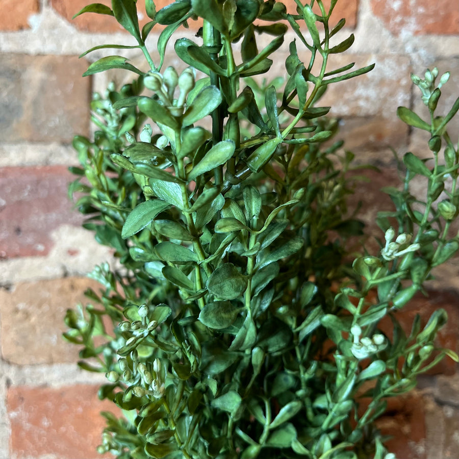 Moss Green Boxwood Bush 17"