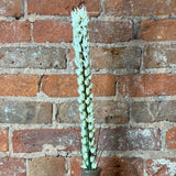 Cream Liatris Spray 26"