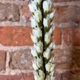 Cream Liatris Spray 26"
