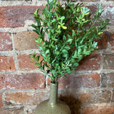 Light Green Seeding Boxwood Bush
