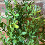 Light Green Seeding Boxwood Bush