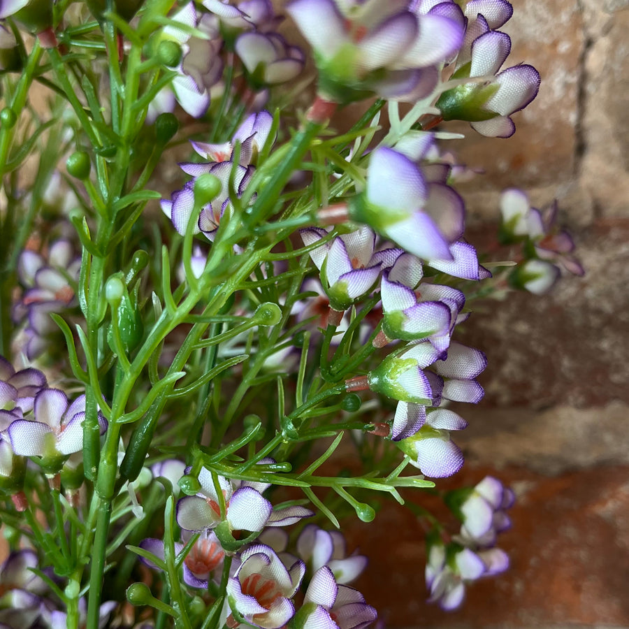 Lavender Waxflower Bush 19"