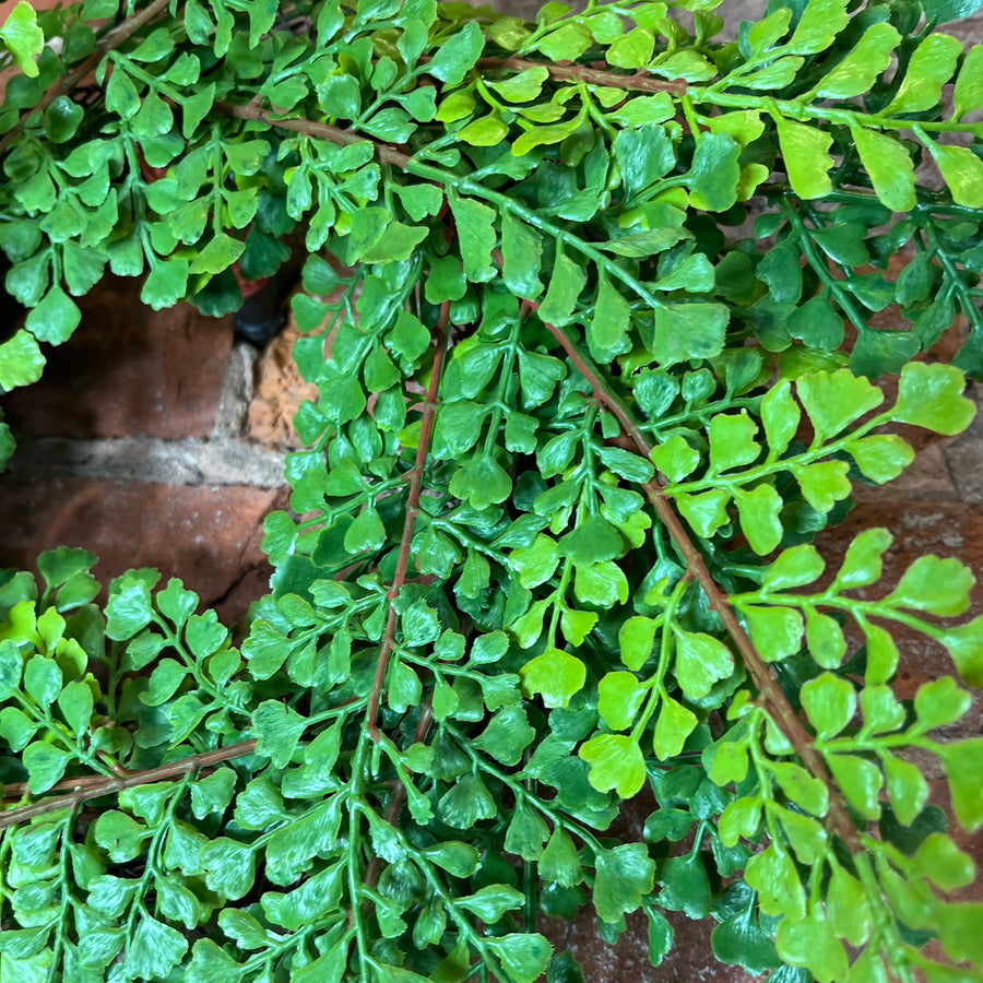 Soft Touch Maidenhair Fern Wreath 18"