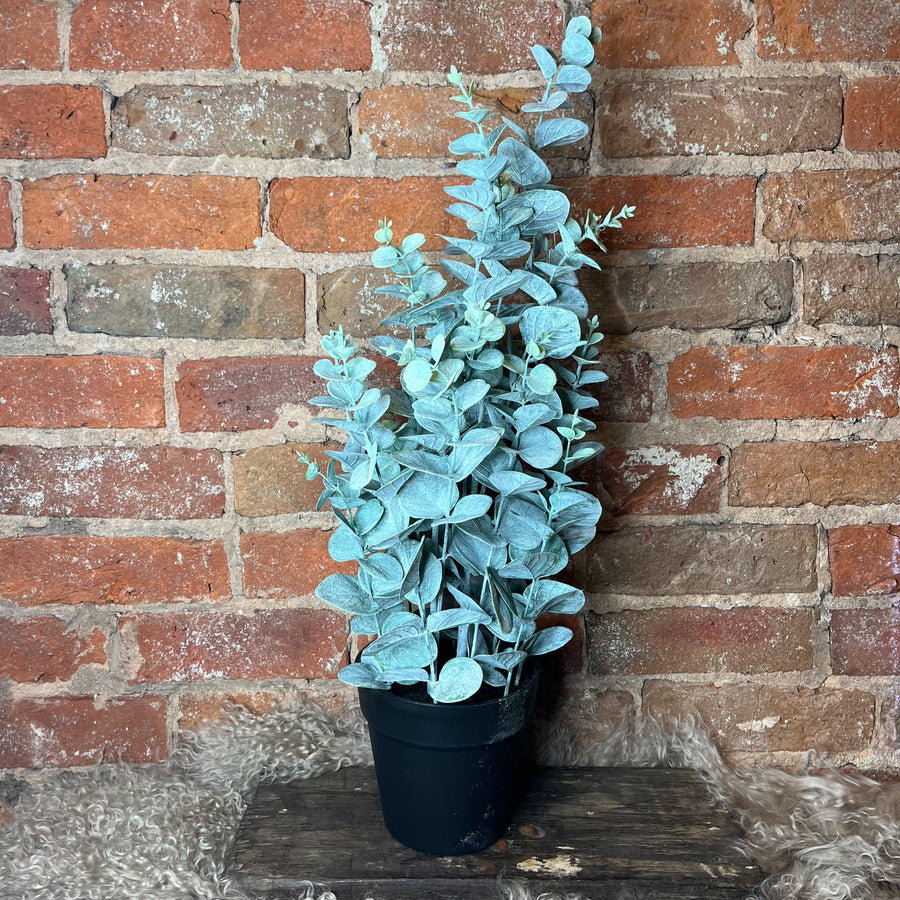 Potted Eucalyptus Tree 11"