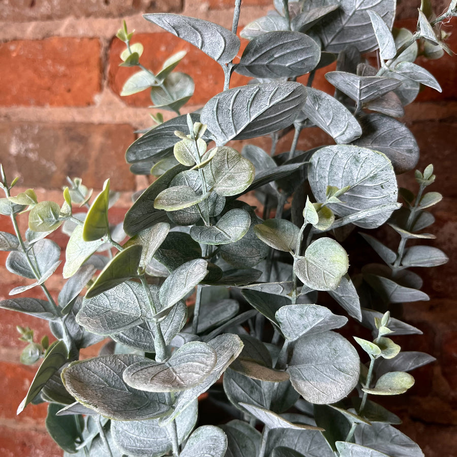 Potted Eucalyptus Tree 11"