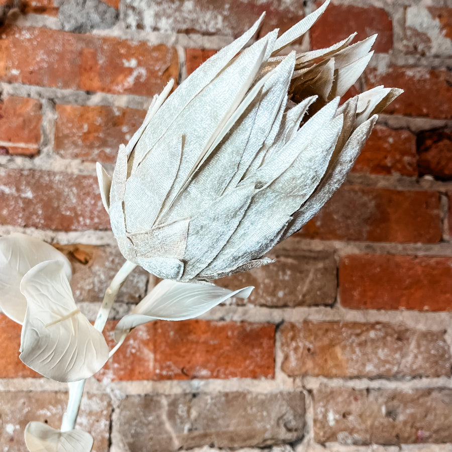 Natural Pale Cream Protea