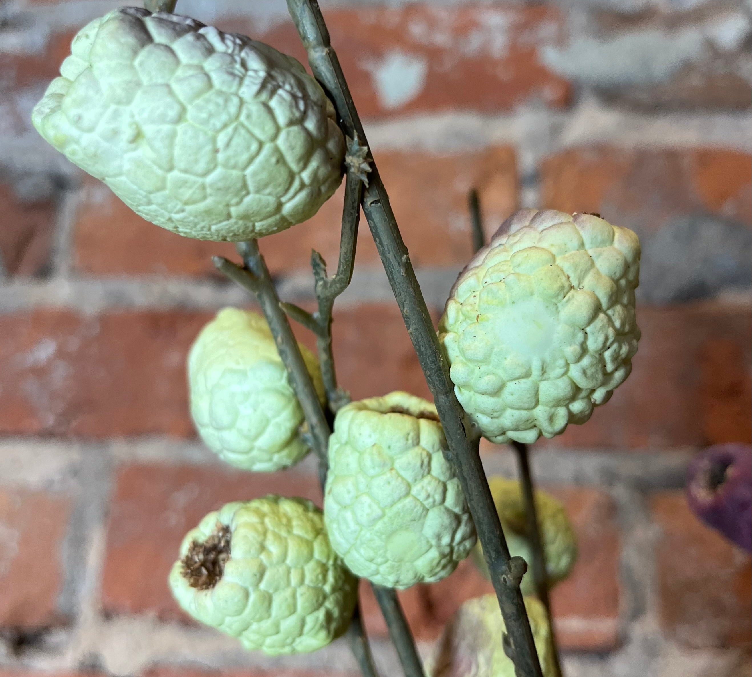 Long Berry Pod Spray 28"