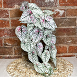 Pink/Green Caladium Hanging Bush 21”