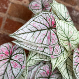 Pink/Green Caladium Hanging Bush 21”