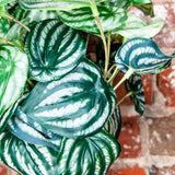 Cream/Green Watermelon Bush 19”