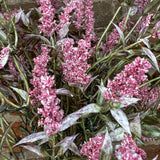 Wild Lavender Bush 20”