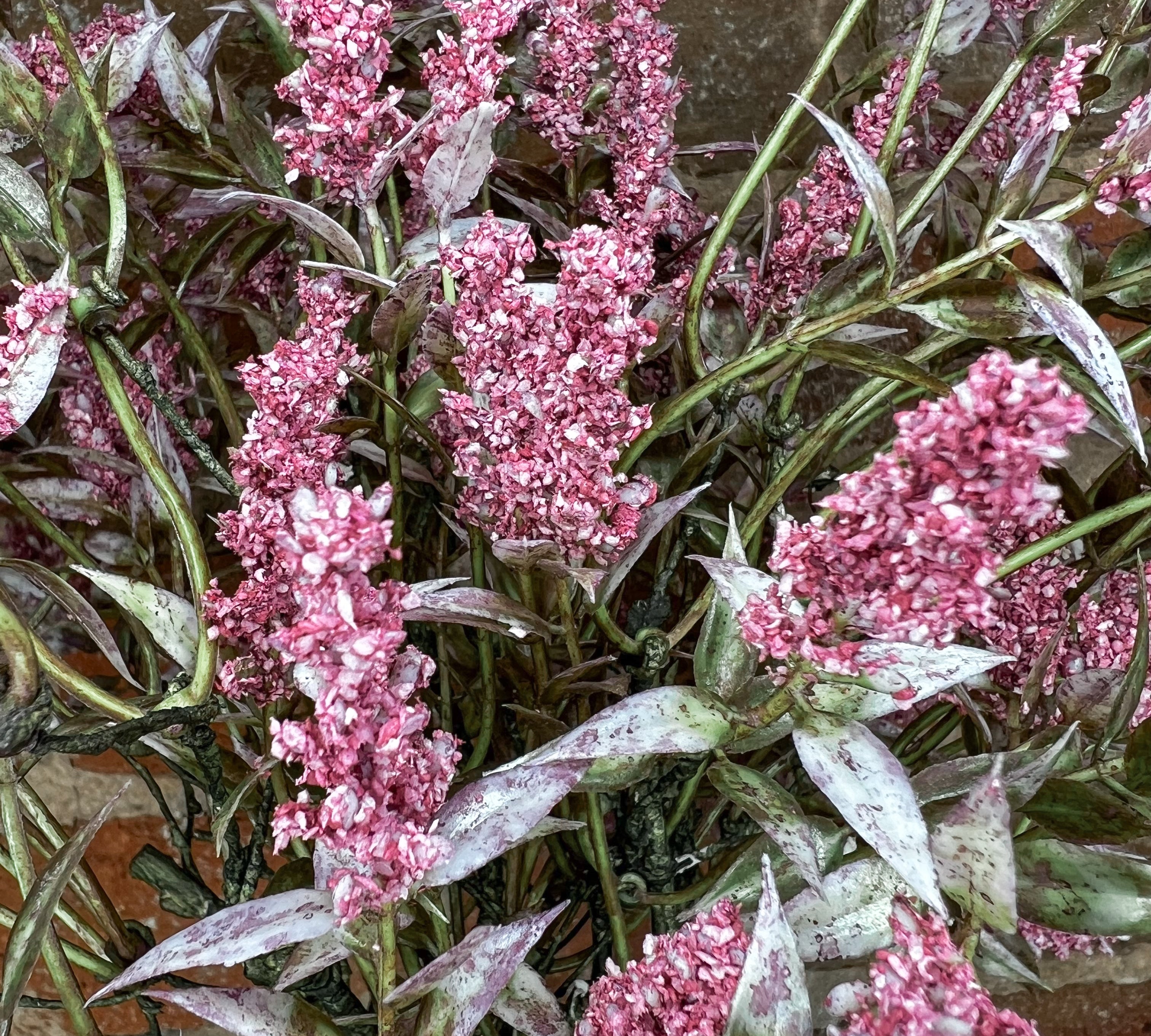 Wild Lavender Bush 20”