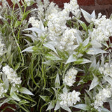 Wild Lavender Bush 20”