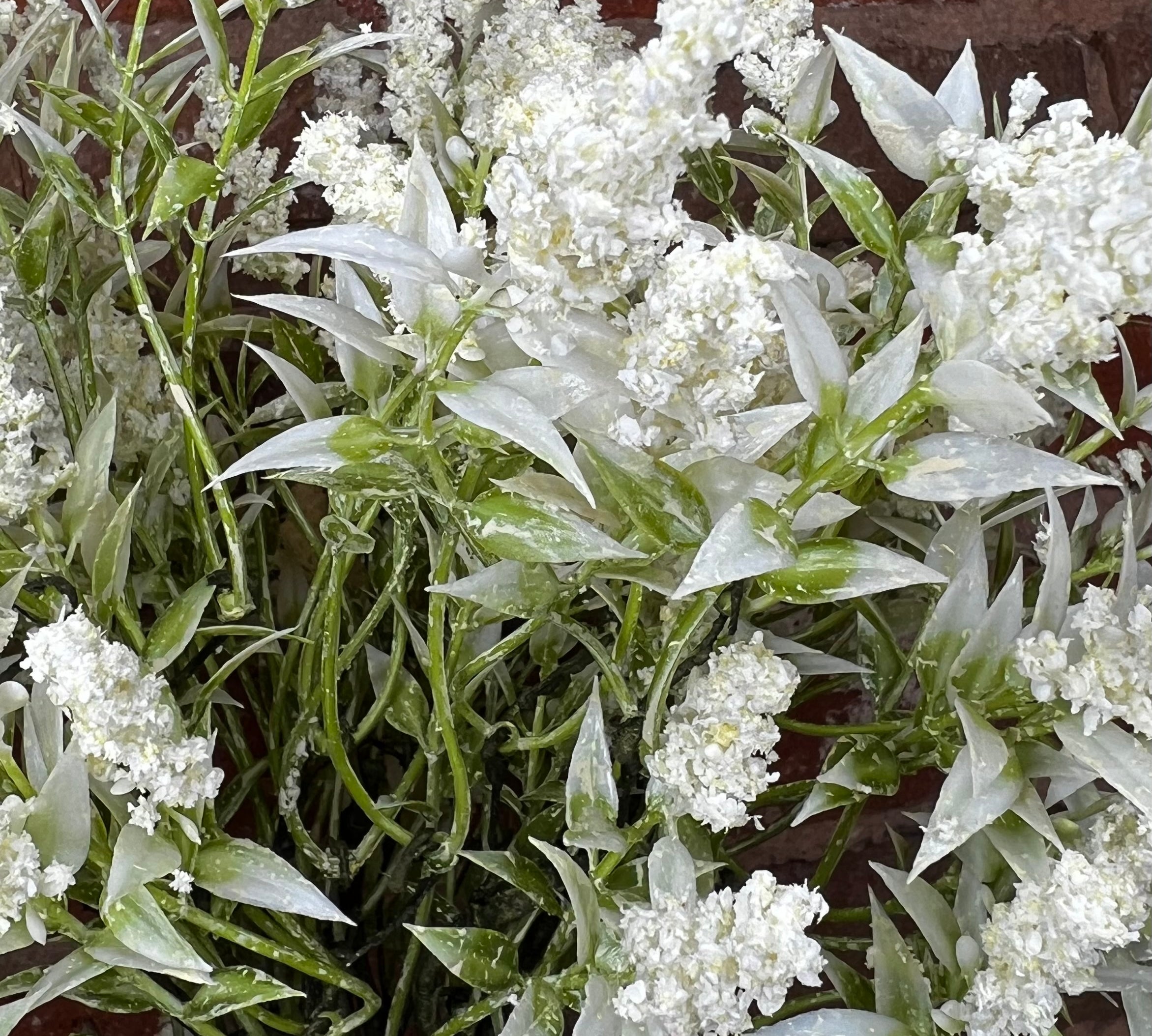 Wild Lavender Bush 20”