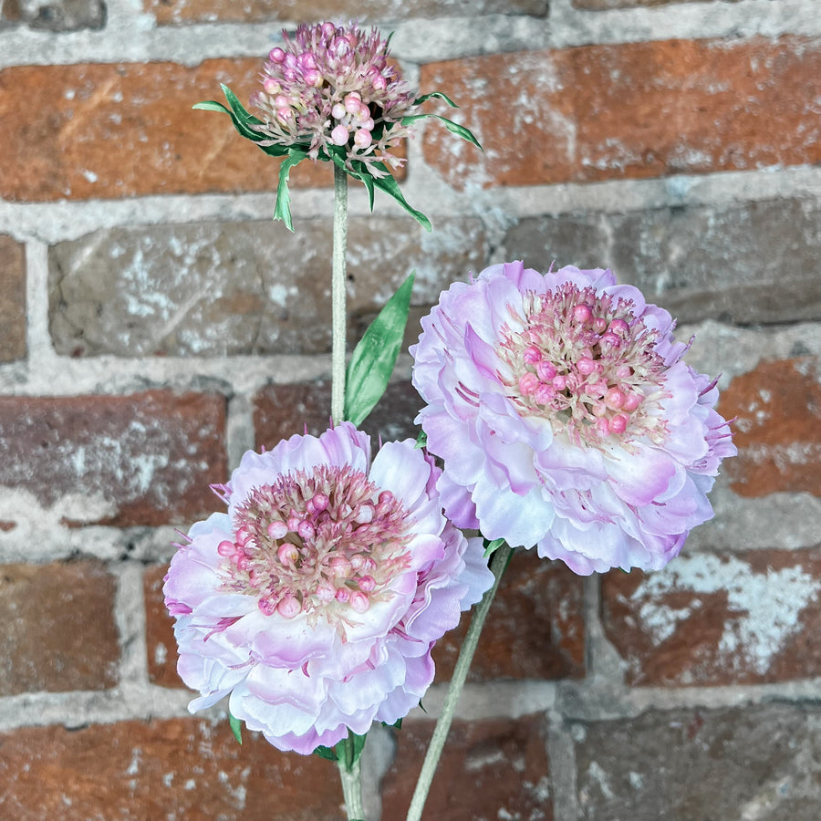 Orchid Natural Touch Scabiosa Spray 30”