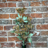 Rust Seed Berry Spray 32”