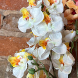 Real Touch Mini Phalaenopsis Orchid