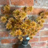 Orange Spiny Pod Spray 27”