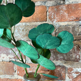Silver Dollar Eucalyptus Spray 8.25"