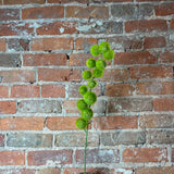 Green Billy Ball Spray 33"