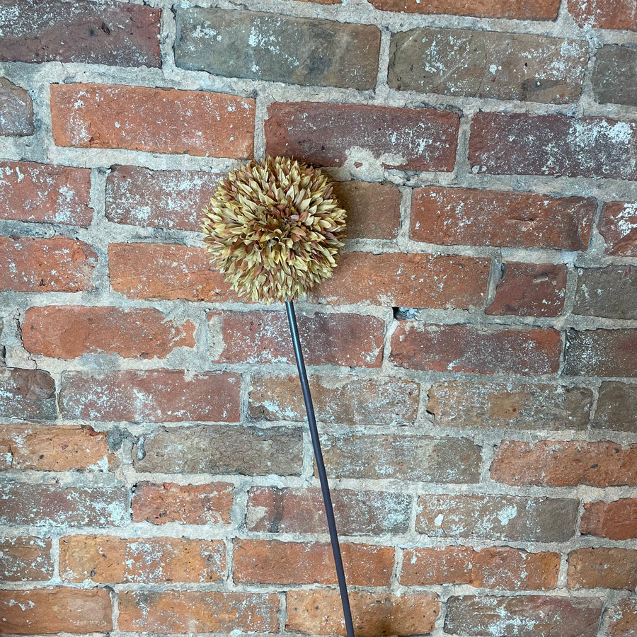 Brown Allium Stem 31”